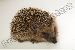 Hedgehog - Erinaceus europaeus  0078